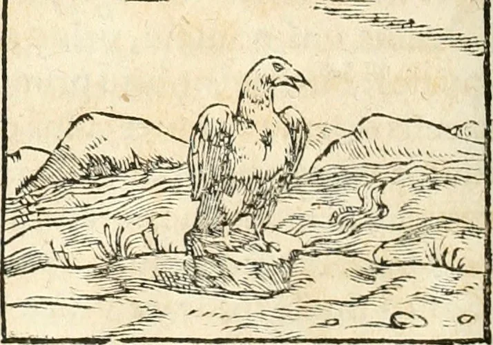 An illustration from Hieroglyphica, sive, De sacris Aegyptiorvm aliarvmqve gentivm literis commentarij, 1567, leaf 349