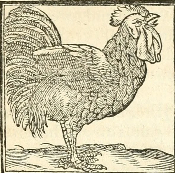 An illustration from Hieroglyphica, sive, De sacris Aegyptiorvm aliarvmqve gentivm literis commentarij, 1567, leaf 356