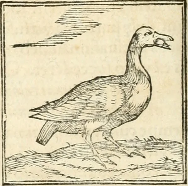 An illustration from Hieroglyphica, sive, De sacris Aegyptiorvm aliarvmqve gentivm literis commentarij, 1567, leaf 359