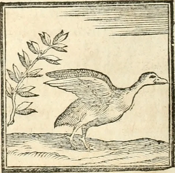 An illustration from Hieroglyphica, sive, De sacris Aegyptiorvm aliarvmqve gentivm literis commentarij, 1567, leaf 359