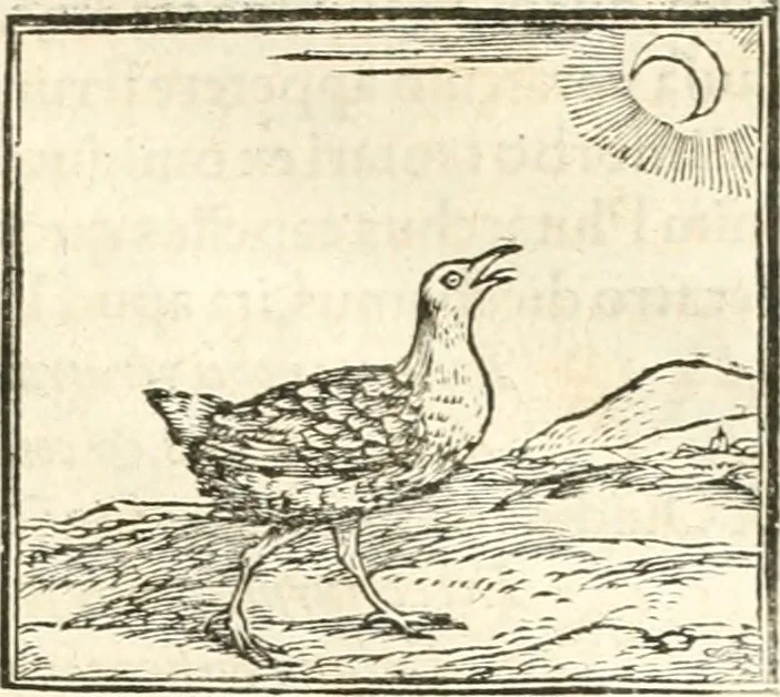 An illustration from Hieroglyphica, sive, De sacris Aegyptiorvm aliarvmqve gentivm literis commentarij, 1567, leaf 364