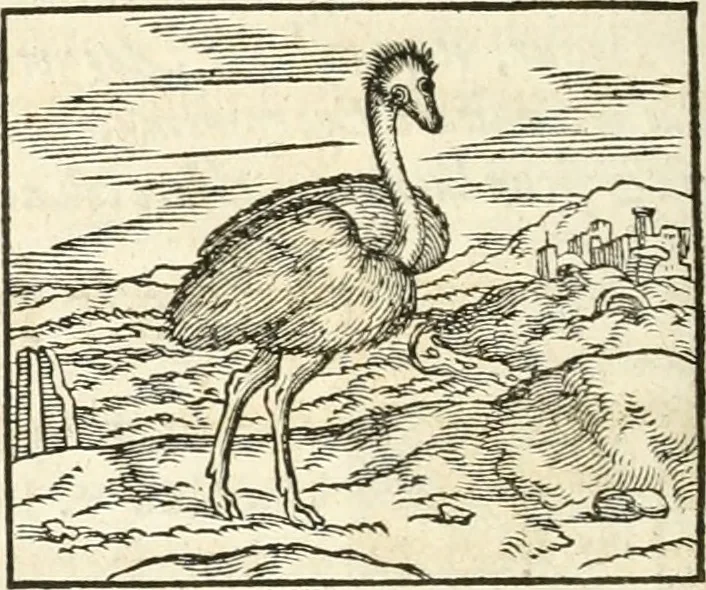 An illustration from Hieroglyphica, sive, De sacris Aegyptiorvm aliarvmqve gentivm literis commentarij, 1567, leaf 367