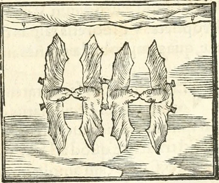 An illustration from Hieroglyphica, sive, De sacris Aegyptiorvm aliarvmqve gentivm literis commentarij, 1567, leaf 368