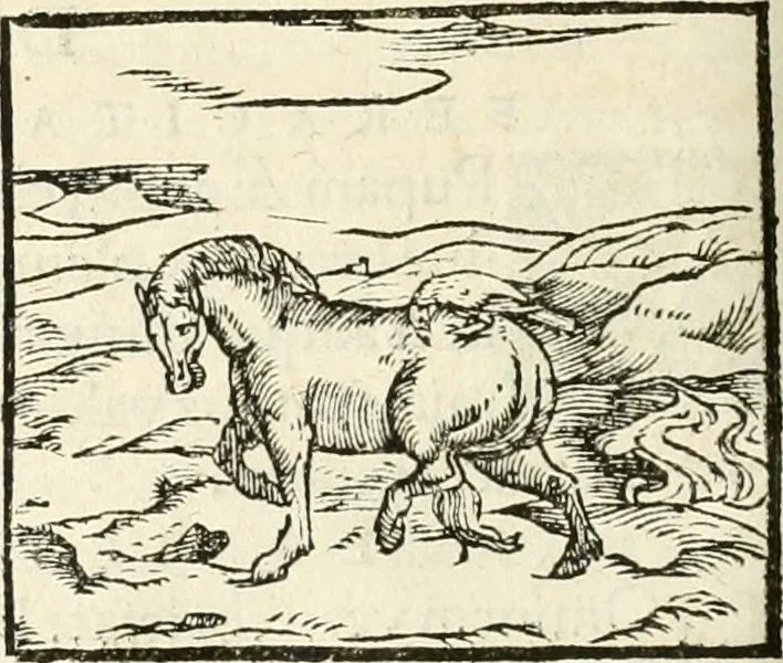 An illustration from Hieroglyphica, sive, De sacris Aegyptiorvm aliarvmqve gentivm literis commentarij, 1567, leaf 375