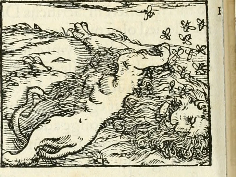 An illustration from Hieroglyphica, sive, De sacris Aegyptiorvm aliarvmqve gentivm literis commentarij, 1567, leaf 385