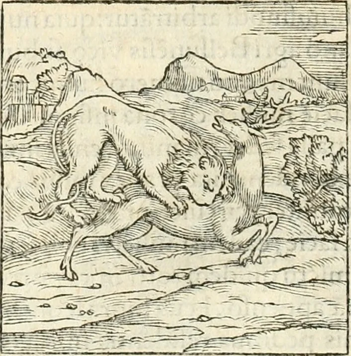 An illustration from Hieroglyphica, sive, De sacris Aegyptiorvm aliarvmqve gentivm literis commentarij, 1567, leaf 41