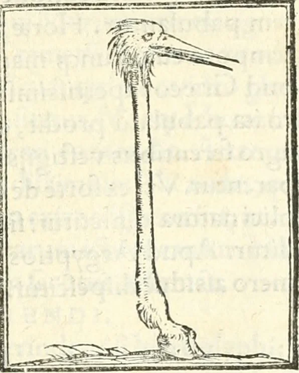 An illustration from Hieroglyphica, sive, De sacris Aegyptiorvm aliarvmqve gentivm literis commentarij, 1567, leaf 426