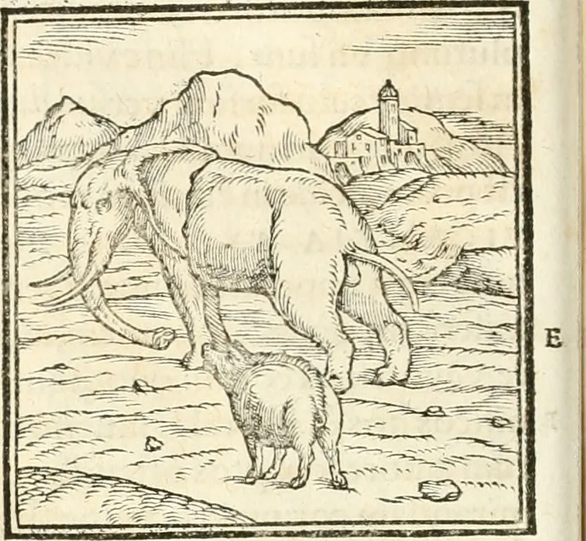 An illustration from Hieroglyphica, sive, De sacris Aegyptiorvm aliarvmqve gentivm literis commentarij, 1567, leaf 47