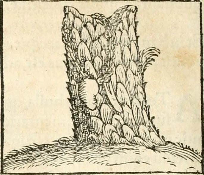 An illustration from Hieroglyphica, sive, De sacris Aegyptiorvm aliarvmqve gentivm literis commentarij, 1567, leaf 495