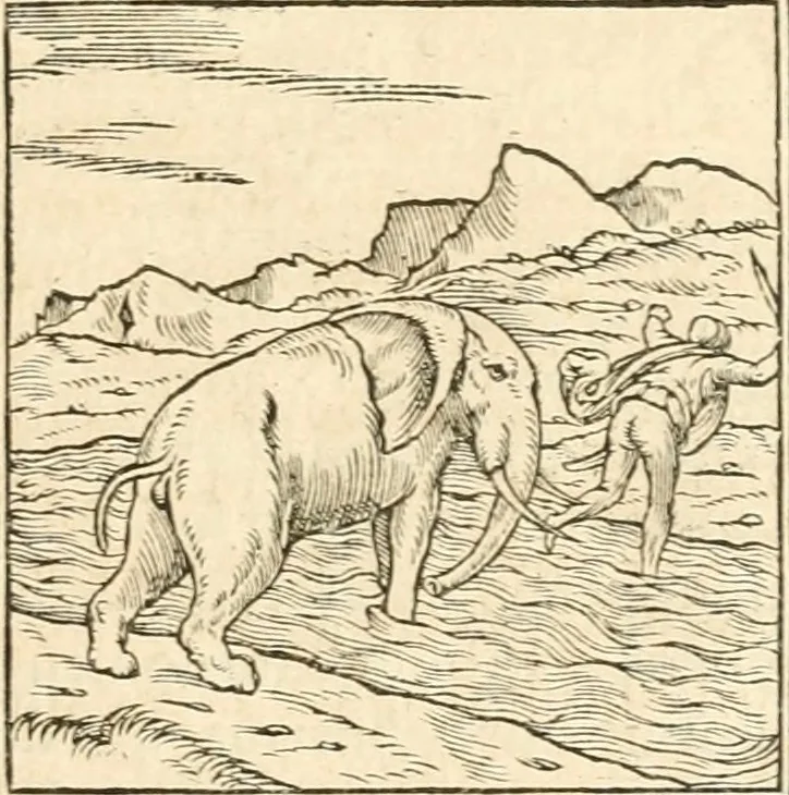 An illustration from Hieroglyphica, sive, De sacris Aegyptiorvm aliarvmqve gentivm literis commentarij, 1567, leaf 50