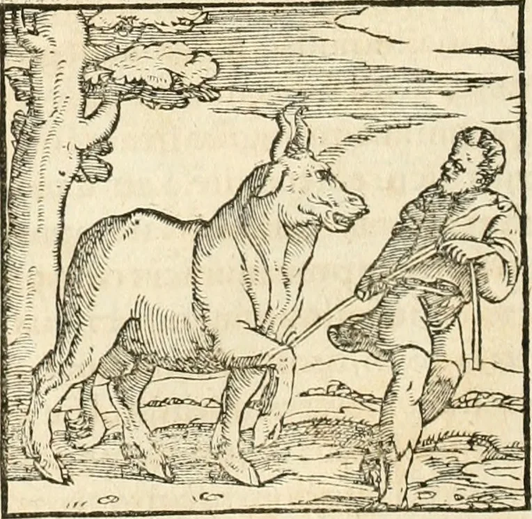 An illustration from Hieroglyphica, sive, De sacris Aegyptiorvm aliarvmqve gentivm literis commentarij, 1567, leaf 57