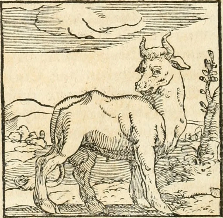 An illustration from Hieroglyphica, sive, De sacris Aegyptiorvm aliarvmqve gentivm literis commentarij, 1567, leaf 59