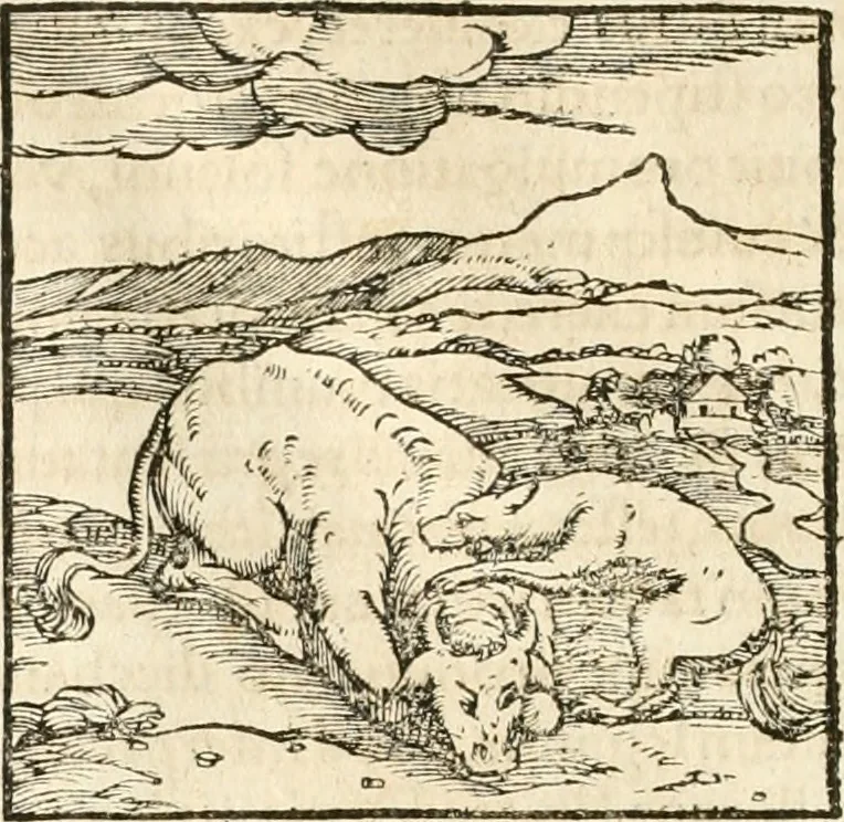 An illustration from Hieroglyphica, sive, De sacris Aegyptiorvm aliarvmqve gentivm literis commentarij, 1567, leaf 65