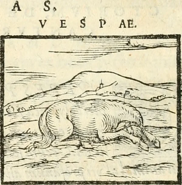 An illustration from Hieroglyphica, sive, De sacris Aegyptiorvm aliarvmqve gentivm literis commentarij, 1567, leaf 73