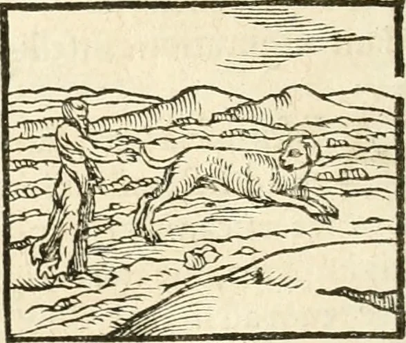 An illustration from Hieroglyphica, sive, De sacris Aegyptiorvm aliarvmqve gentivm literis commentarij, 1567, leaf 95