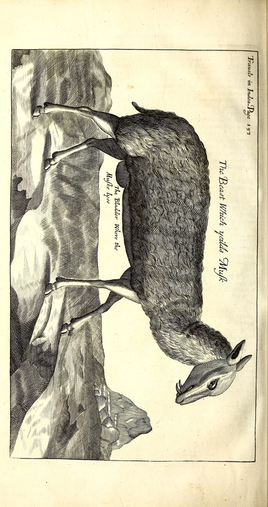 An illustration from The six voyages of John Baptista Tavernier, 1678, leaf 479