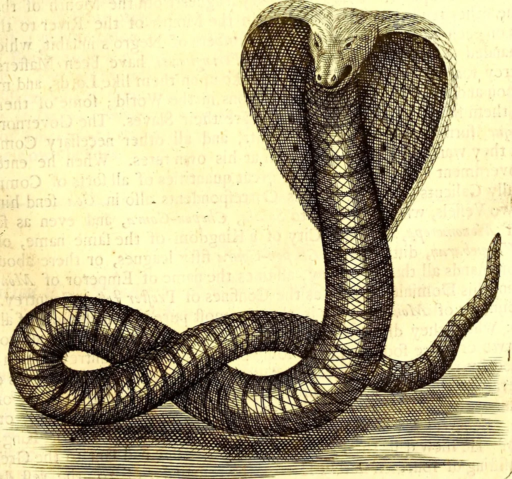 An illustration from The six voyages of John Baptista Tavernier, 1678, leaf 482