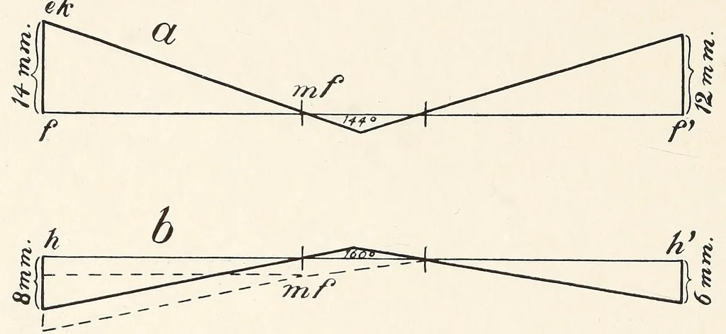 An illustration from Skeletal remains from Santa Barbara, California. : I. Craniology, 1925, leaf 100