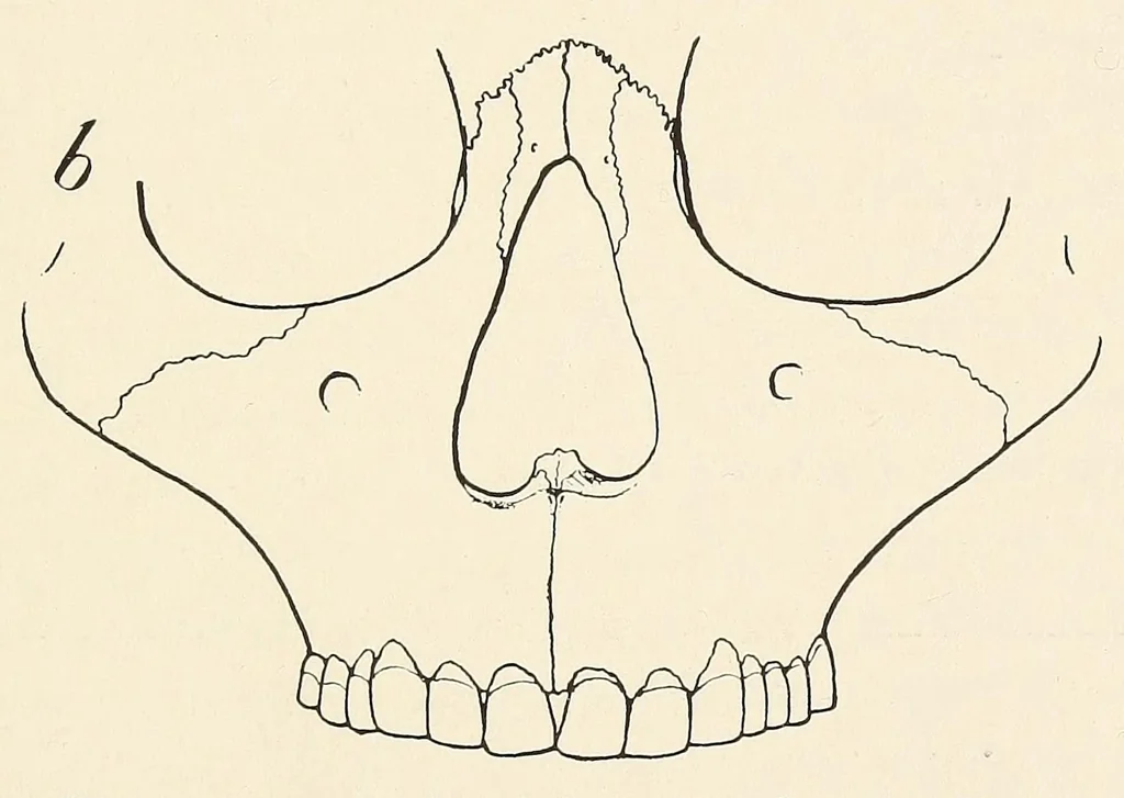 An illustration from Skeletal remains from Santa Barbara, California. : I. Craniology, 1925, leaf 113