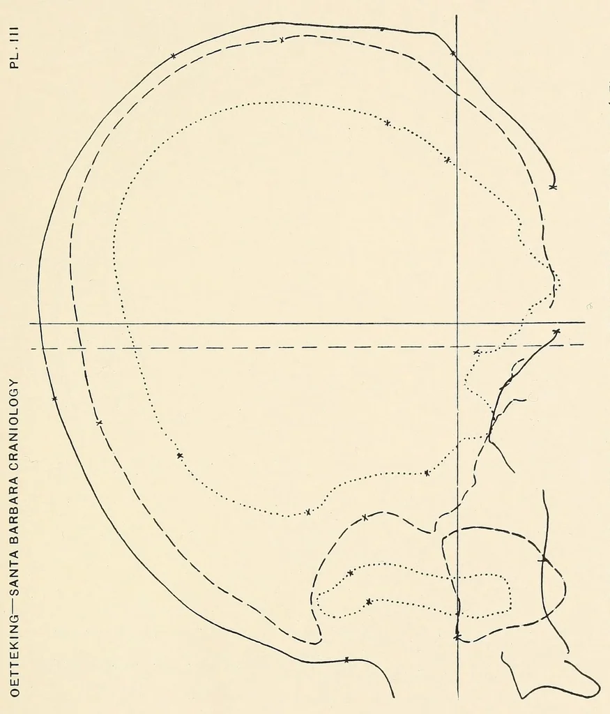 An illustration from Skeletal remains from Santa Barbara, California. : I. Craniology, 1925, leaf 175