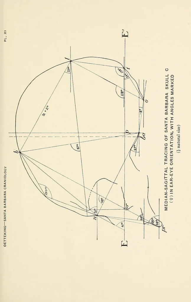 An illustration from Skeletal remains from Santa Barbara, California. : I. Craniology, 1925, leaf 183