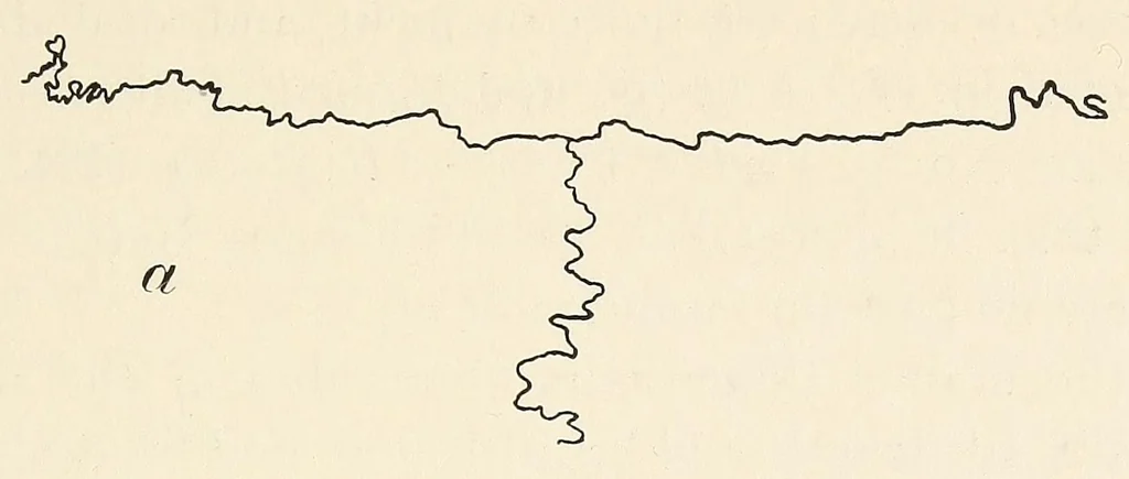 An illustration from Skeletal remains from Santa Barbara, California. : I. Craniology, 1925, leaf 31