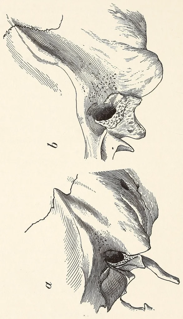 An illustration from Skeletal remains from Santa Barbara, California. : I. Craniology, 1925, leaf 40