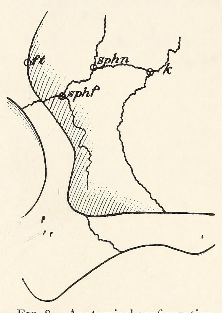 An illustration from Skeletal remains from Santa Barbara, California. : I. Craniology, 1925, leaf 44