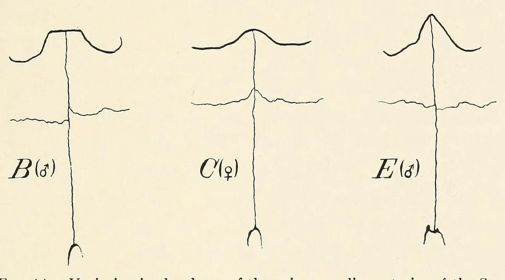 An illustration from Skeletal remains from Santa Barbara, California. : I. Craniology, 1925, leaf 81