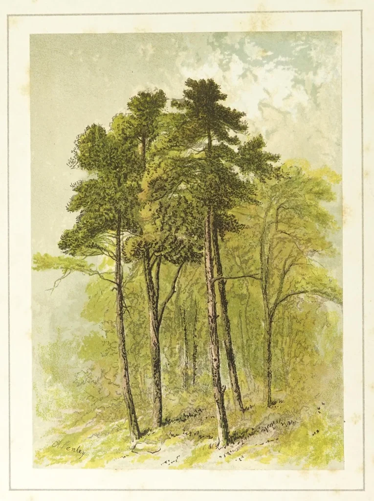 An illustration from Sketching from nature in water-colours, 1870, leaf 6