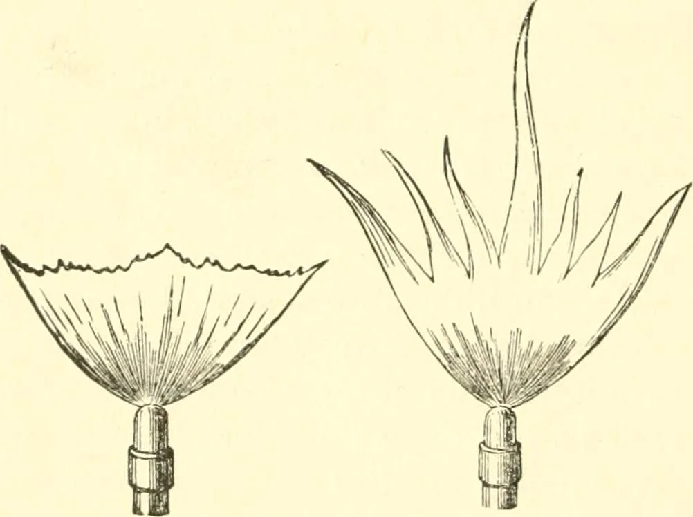 An illustration from Sketch of Prof. John Le Conte ; [and] Sensitive flames and sound-shadows, 1889, leaf 25