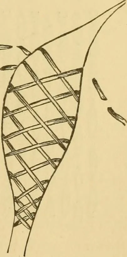 An illustration from Skilful Susy. A book of fairs and bazars, 1885, leaf 18