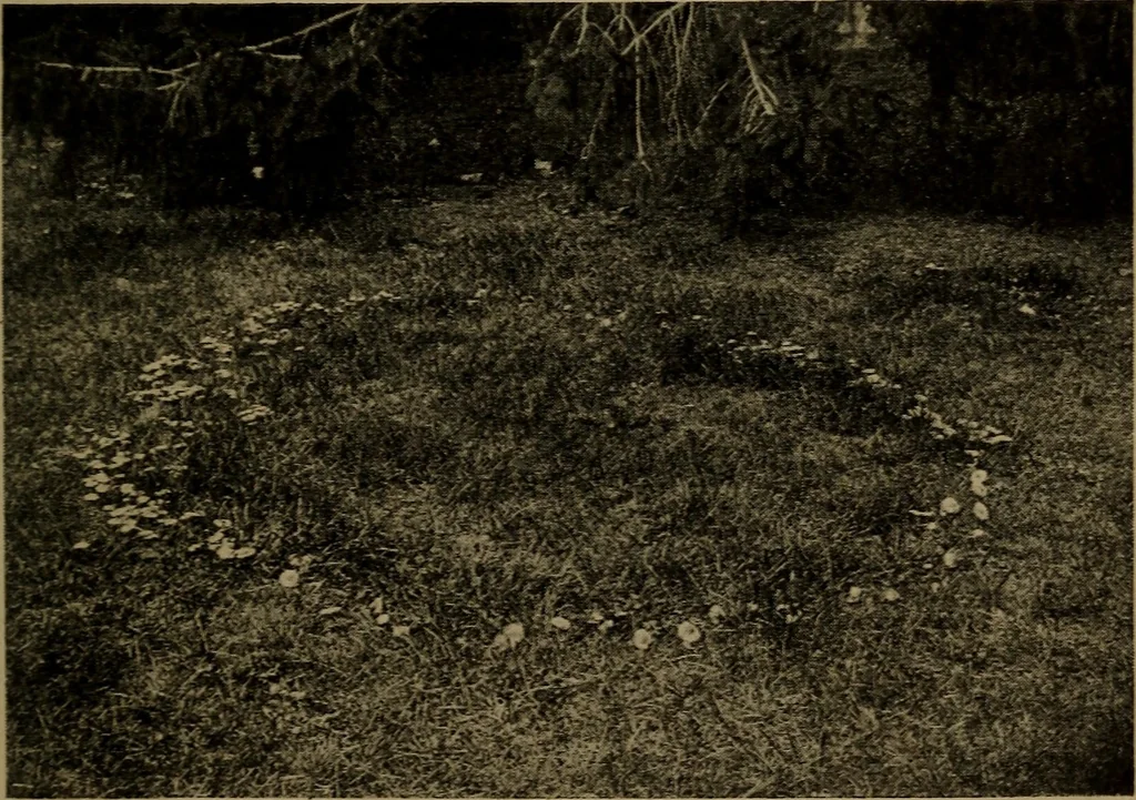 An illustration from The sky movies, 1922, leaf 184