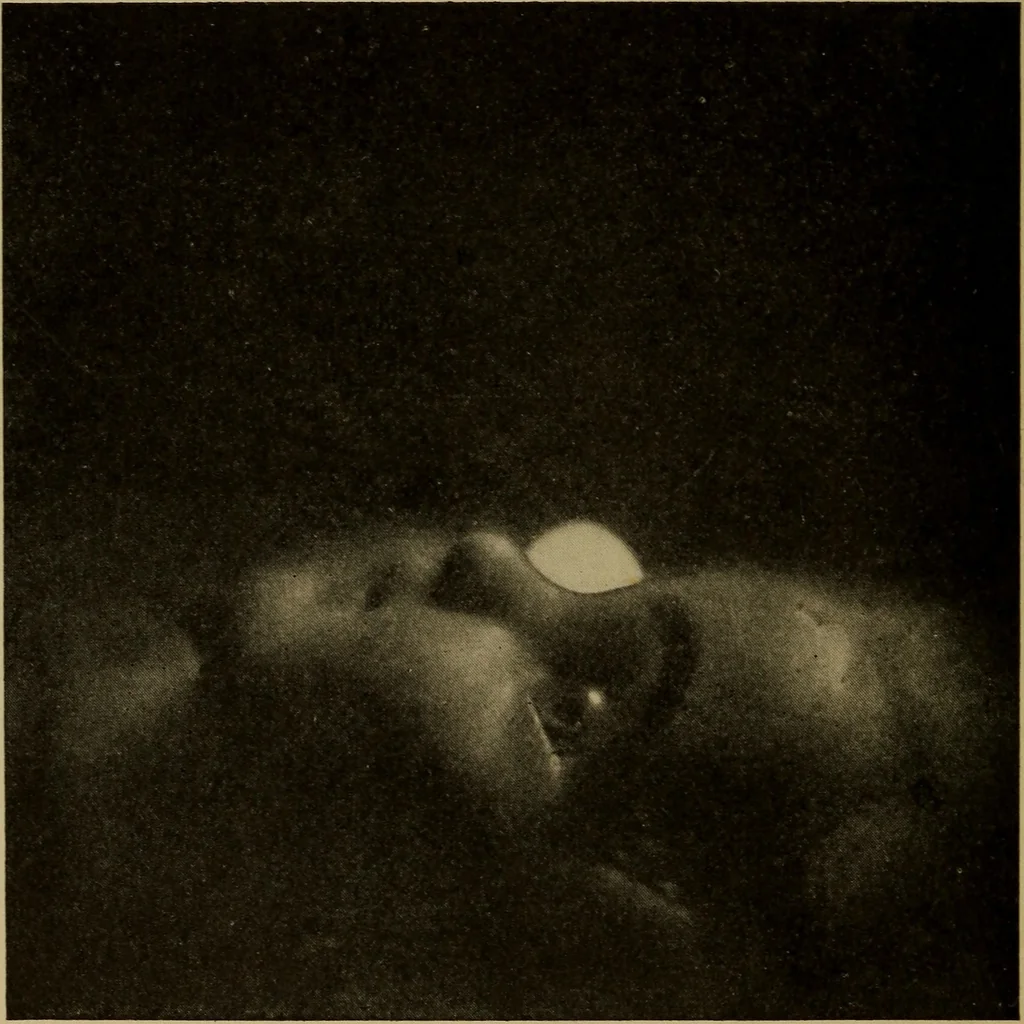 An illustration from The sky movies, 1922, leaf 41