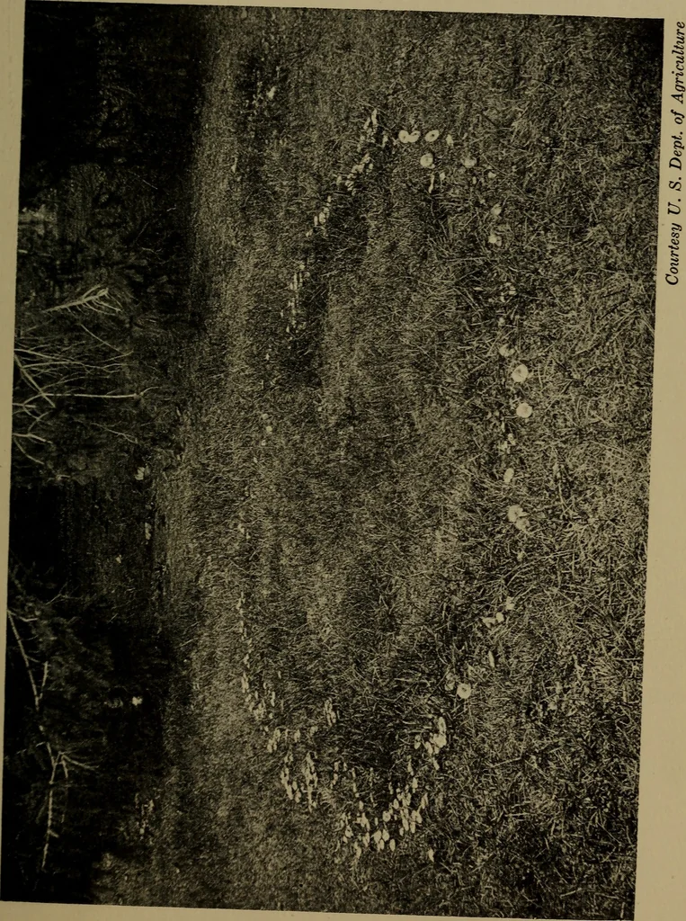 An illustration from The sky movies, 1922, leaf 82