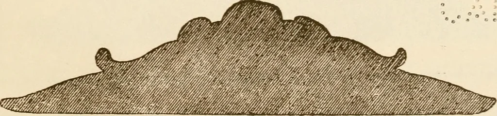 An illustration from A small collection of ancient rosettes as found on Roman monuments, 1913, leaf 12