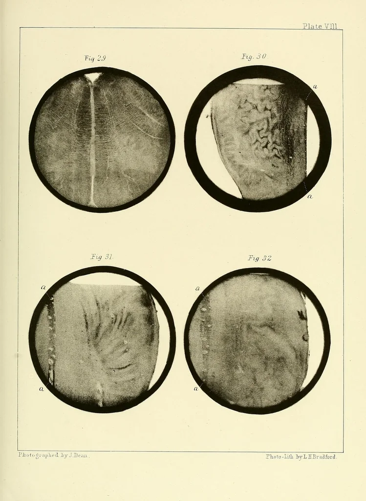 An illustration from Smithsonian contributions to knowledge, 1848, leaf 117