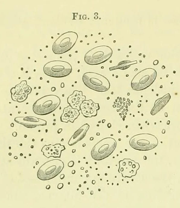 An illustration from Smithsonian contributions to knowledge, 1848, leaf 324