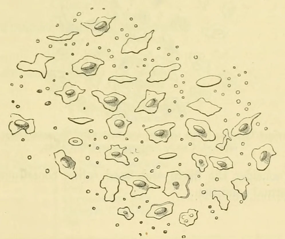 An illustration from Smithsonian contributions to knowledge, 1848, leaf 327