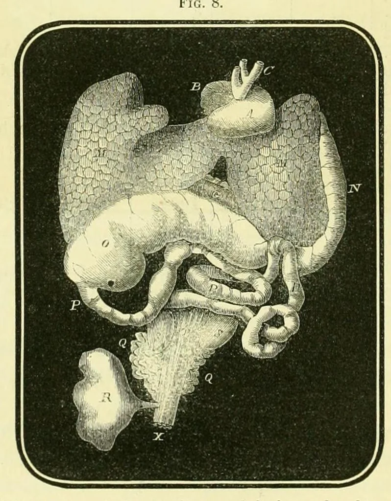 An illustration from Smithsonian contributions to knowledge, 1848, leaf 382