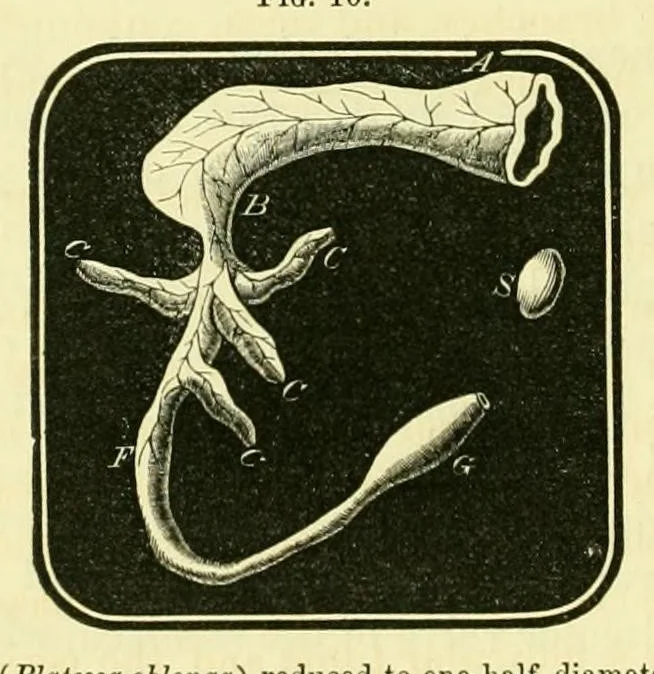 An illustration from Smithsonian contributions to knowledge, 1848, leaf 390