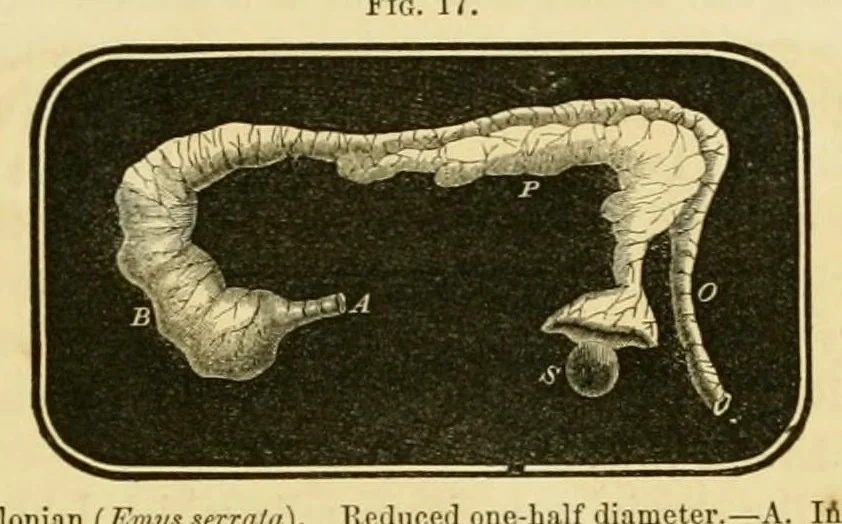 An illustration from Smithsonian contributions to knowledge, 1848, leaf 395
