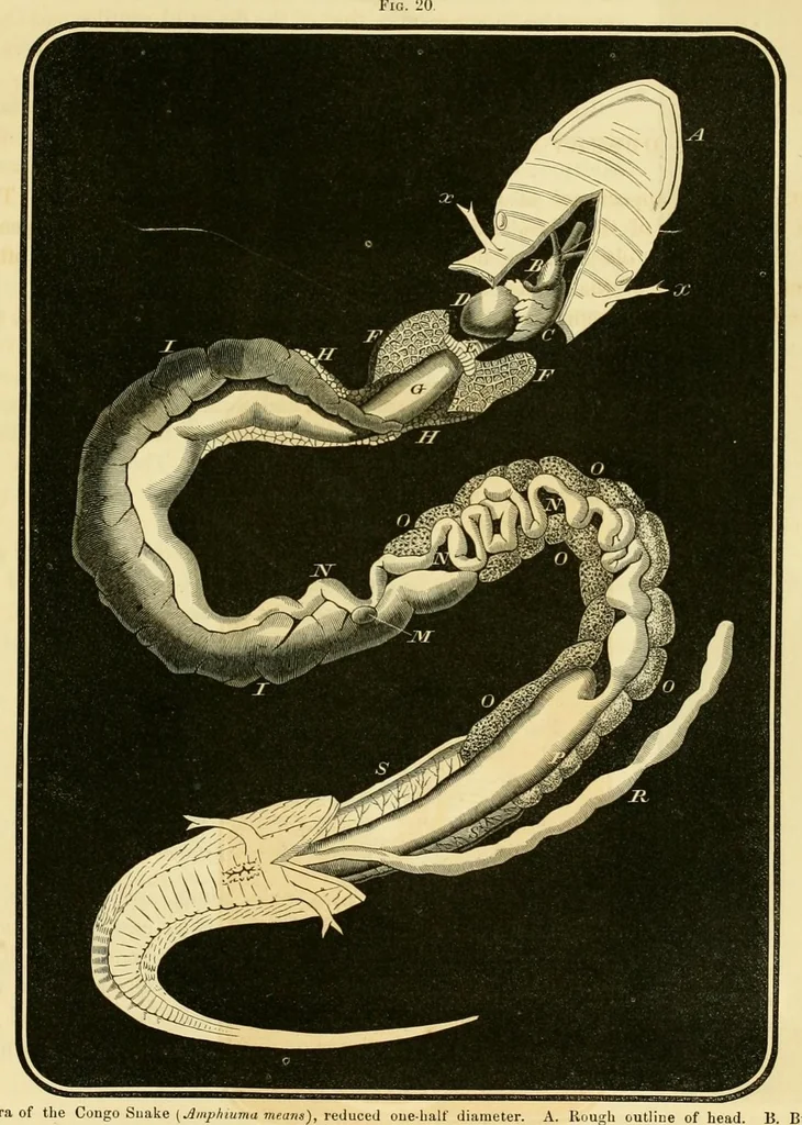 An illustration from Smithsonian contributions to knowledge, 1848, leaf 403