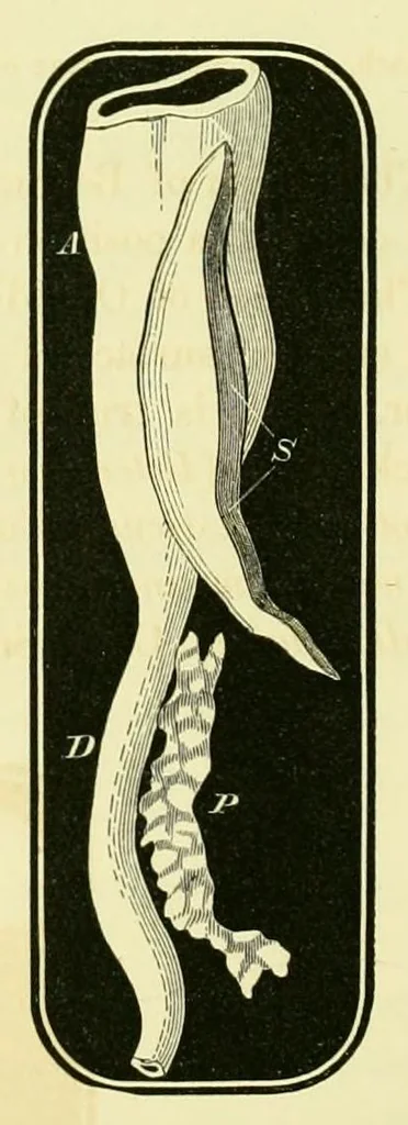 An illustration from Smithsonian contributions to knowledge, 1848, leaf 408