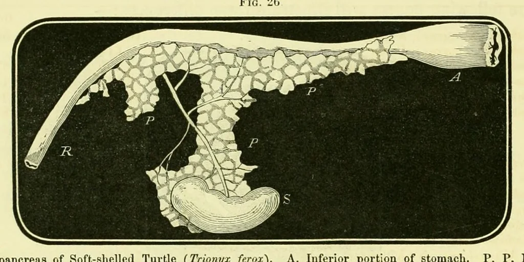 An illustration from Smithsonian contributions to knowledge, 1848, leaf 410