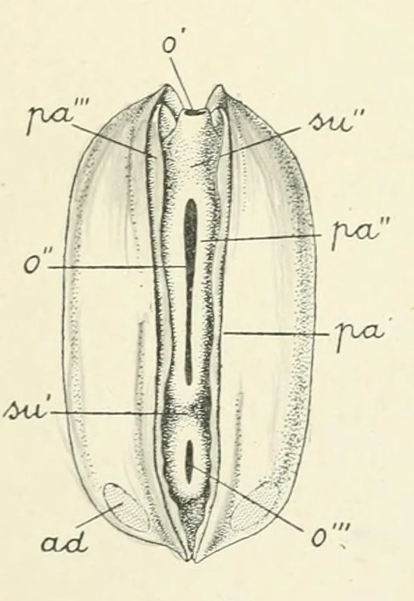 An illustration from Sämtliche Werke;, 1911, leaf 800