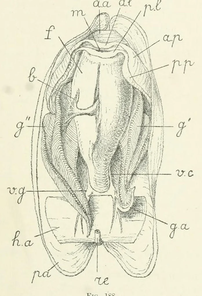 An illustration from Sämtliche Werke;, 1911, leaf 801