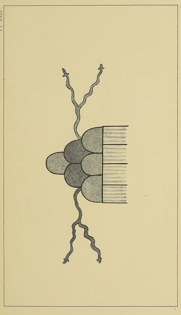 An illustration from The snake-dance of the Moquis of Arizona : being a narrative of a journey from Santa Fé, New Mexico, to the villages of the Moqui Indians of Arizona, with a description of the manners and customs of this peculiar people, and especially of the revolting religious rite, the snake-dance ; to which is added a brief dissertation upon serpent-worship in general, with an account of the tablet dance of the pueblo of Santo Domingo, New Mexico, etc., 1884, leaf 469