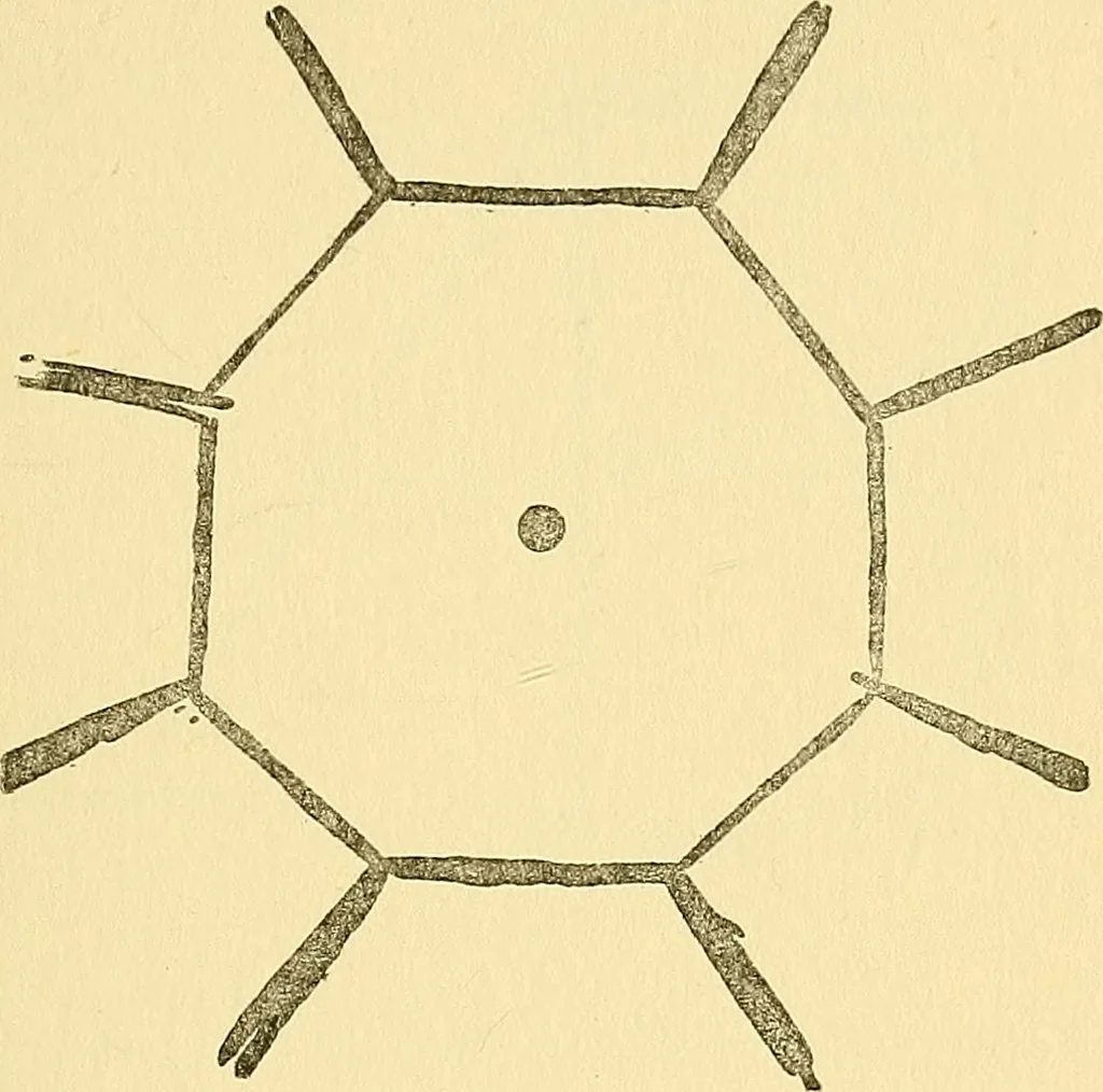An illustration from The Society for Psychical Research : its rise & progress & a sketch of its work, 1903, leaf 26