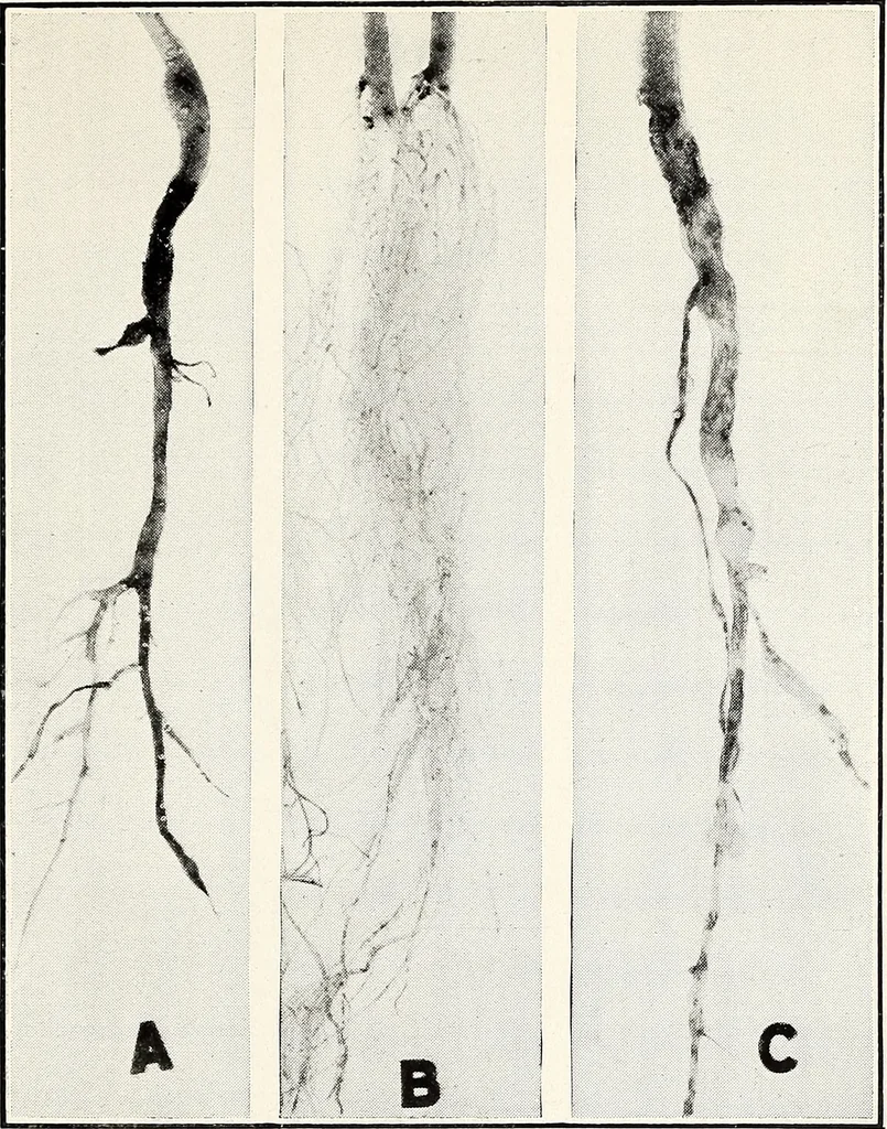 An illustration from Soil disinfection with hot water to control the root-knot nematode and parasitic soil fungi, 1920, leaf 10